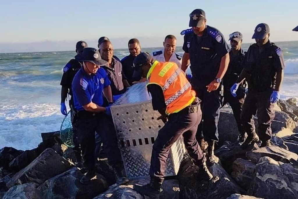 A Cape fur seal was rescued and later euthanised after being stoned in Monwabisi beach, Khayelitsha in January earlier this year.