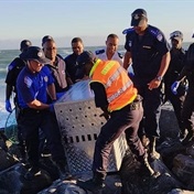 'Very serious offence': Four men sentenced for torturing a seal on a Cape Town beach
