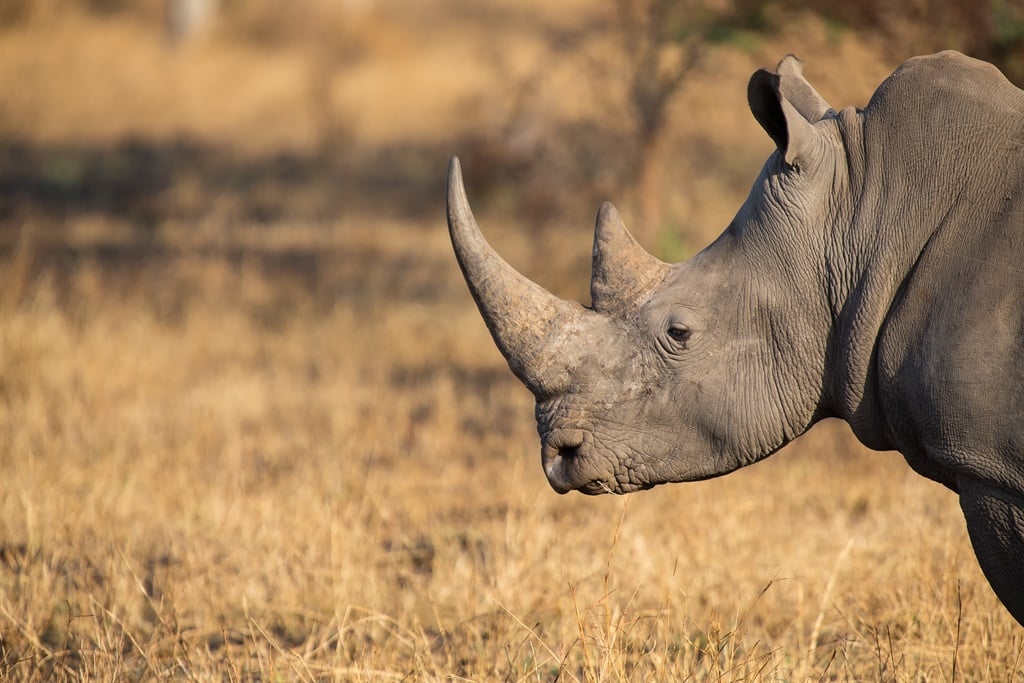 A rhino injured a woman after escaping a KZN park. 
