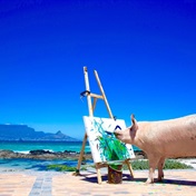 LOOK | SA's painting pig is exhibiting in China - the world’s largest pork producer