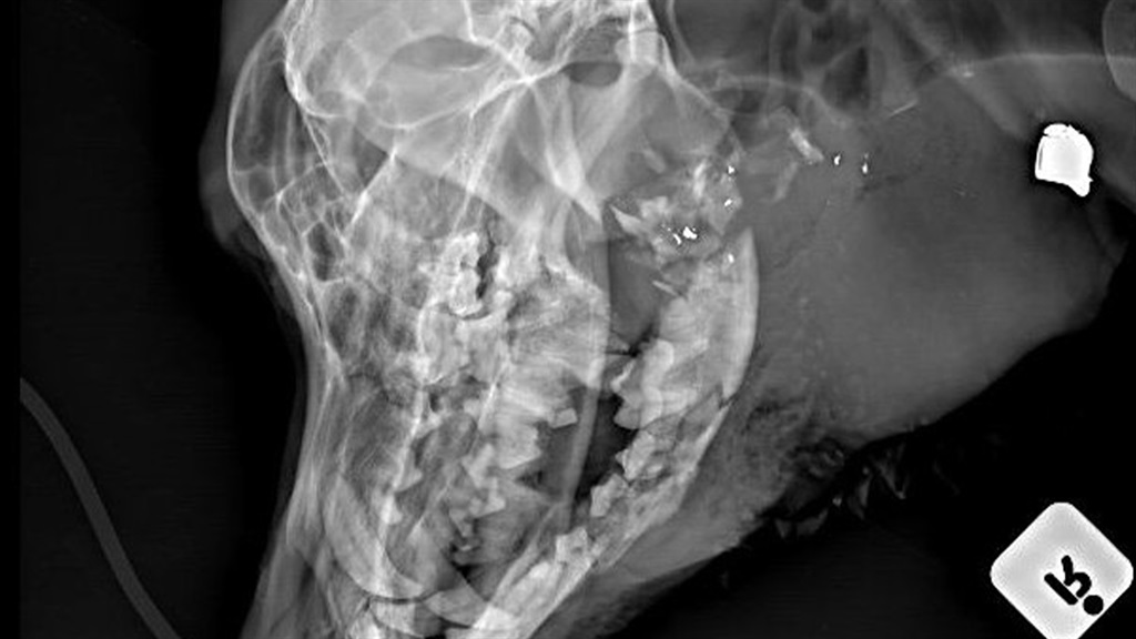 The x-ray of a dog with a fractured lower jaw 