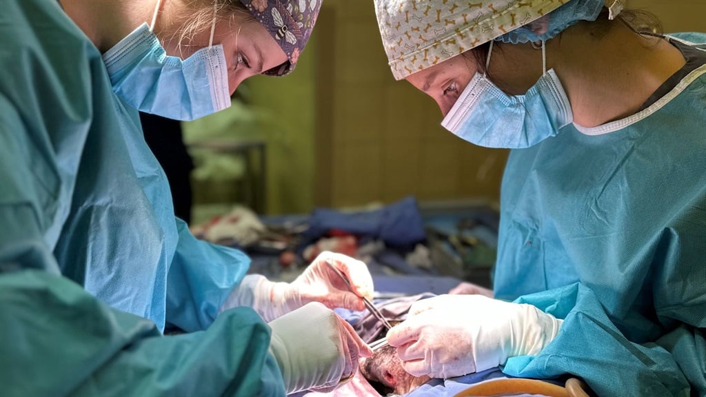 Vets doing surgery on a dog 