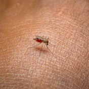 More than 7 400 cases and nearly 70 malaria deaths recorded in SA in 2023