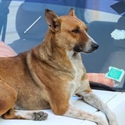 Heinz Schenk | A Delhi 'kanniedood' street dog named desire ... for a SIM card