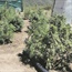 It’s legalised but now foreigners are taking over, say dagga growers