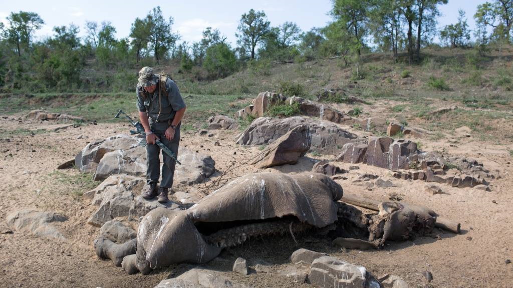 Ranger Neels van Wyk inspects a three-day-old carcass of a poached rhino in the Kruger National Park.