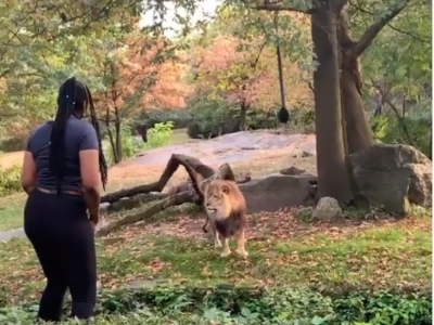 Woman taunts lion. (PHOTO: Screenshot/Instagram)