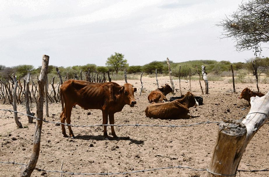 Cattle are starving in Disaneng village in North West as the drought depletes their grazing. Picture: Tebogo Letsie/City Press