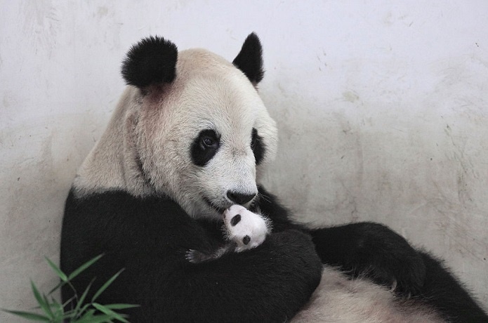 The panda population currently stands at 1 864 worldwide.