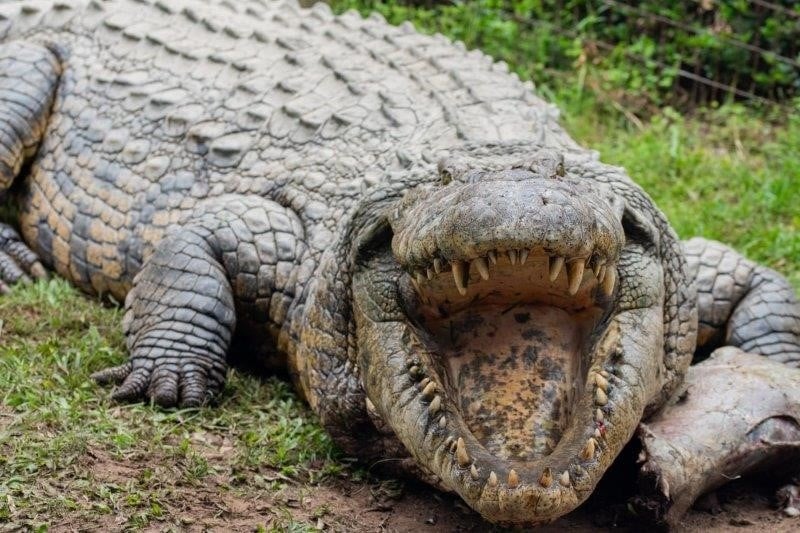 Henry the oldest known Nile crocodile in captivity.