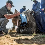 Africa's rhino population expected to keep growing, conservationists say