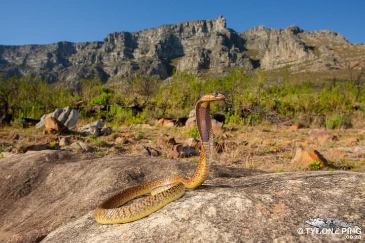 Snake handlers are warning the public to refrain from interacting with snakes as hot weather approaches. 