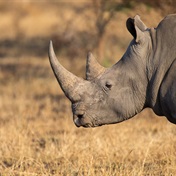 Former Kruger National Park field ranger sentenced to 10 years for rhino killing
