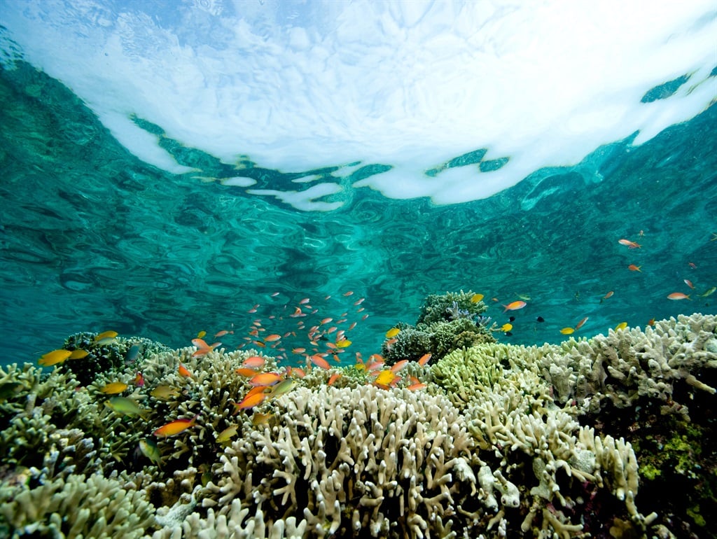 An image of a sight on a coral reef.