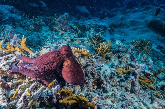 According to the journal Science, the octopus were the first animals without a hard skeleton to walk on two of its limbs. (Photo: Gallo Images/ Getty Images)