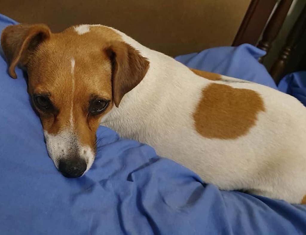 A Joburg woman is pleading with users on social media to find her 5-year-old Jack Russell terrier, Lara.