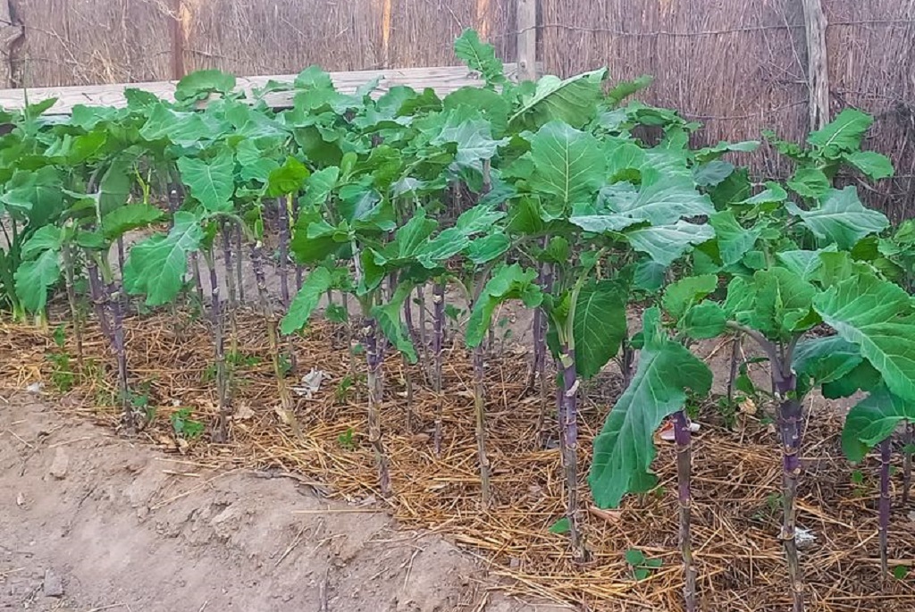 Growing vegetables in Gift Chisvo's farm in Shashe village in southern Zimbabwe. 