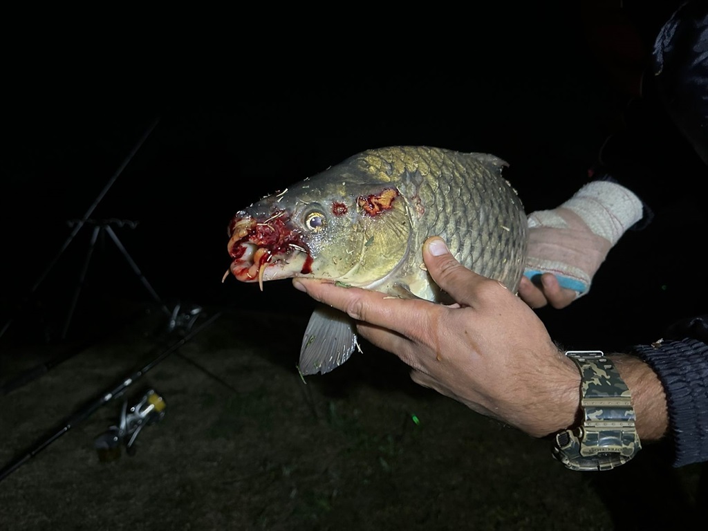 The phenomenon of catching deformed fish has left the angling community perturbed, with potential implications for their livelihoods.