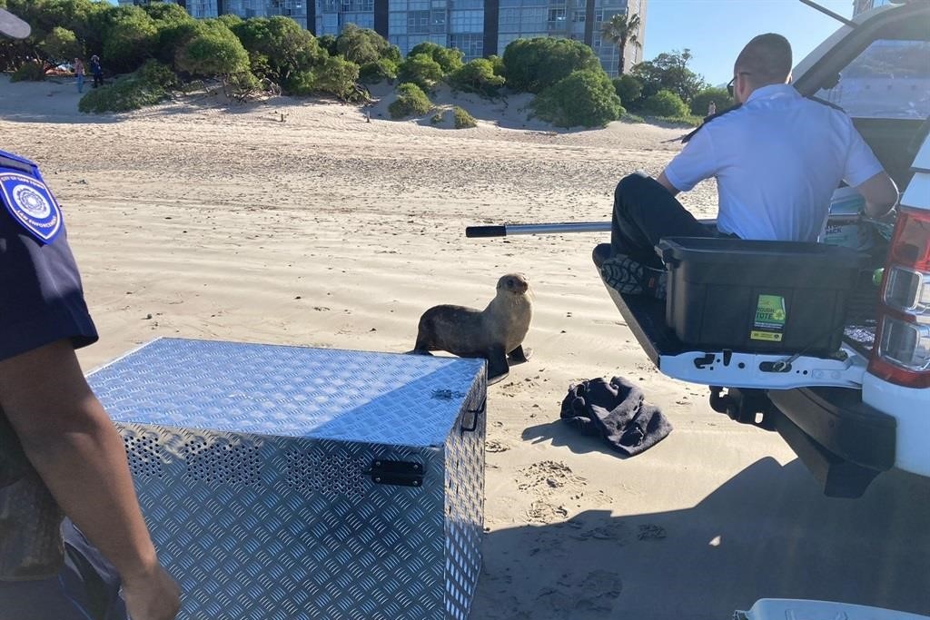 A seal who was tormented for weeks died due to excessive stress after attacking a visitor on Wednesday evening at Strand Beach. 