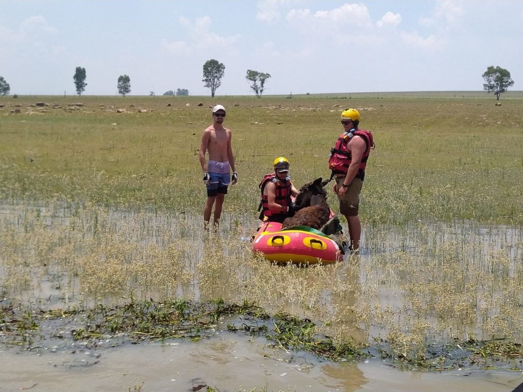 Donkey, Vaal Dam, Gauteng, Rescue, Stranded Animal