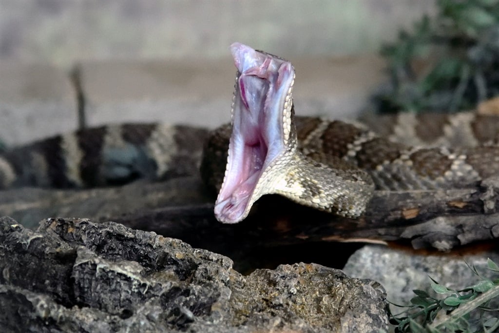 News24 | Mpumalanga matric pupil dies after being bitten by snake on school camp