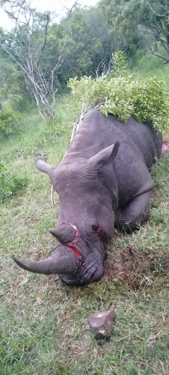 White rhino poaching attempt defeated by game rangers.
