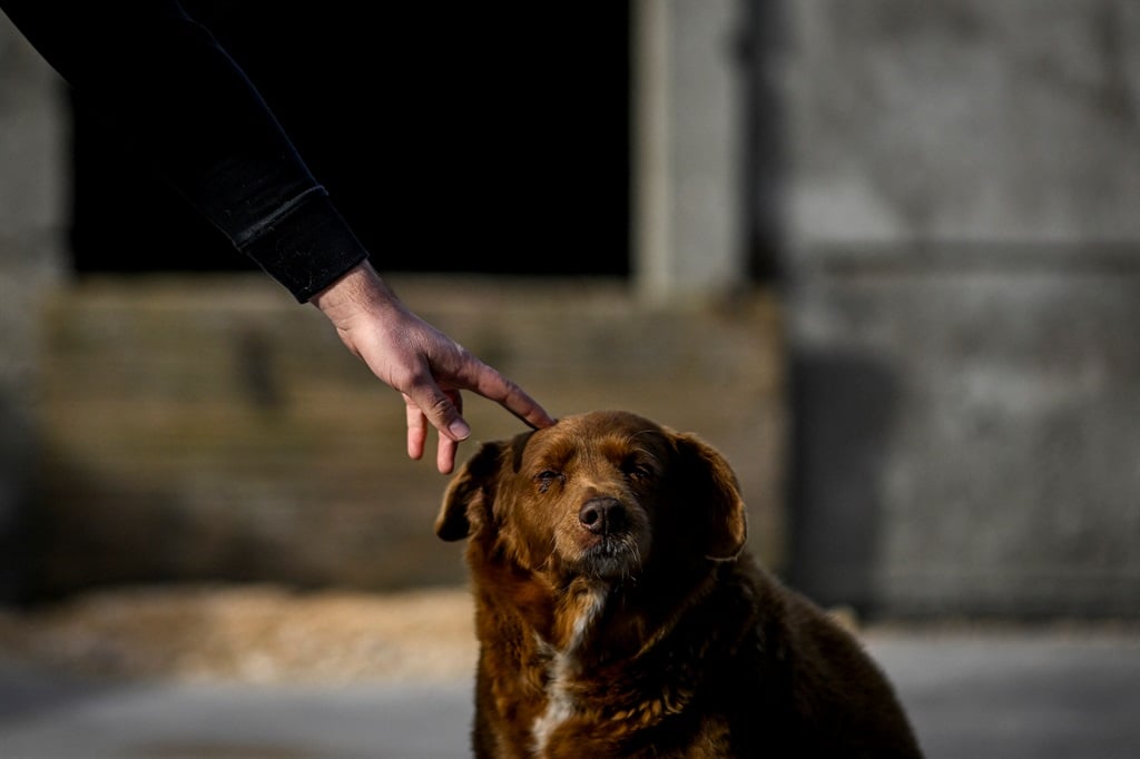 Bobi, in February 2023, in front of his birth place at his home in the village of Conqueiros in Leiria. (Photo by PATRICIA DE MELO MOREIRA / AFP)