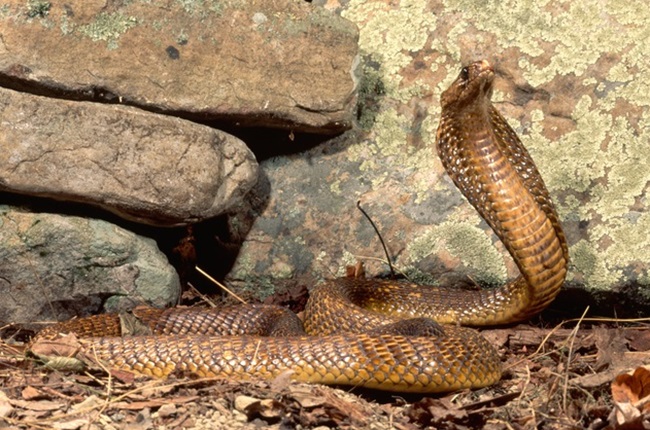 Western Natal Green Snake - African Snakebite Institute