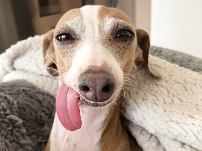 Fiorella, an Italian Greyhound is winning over internet users one quirky snap at a time (Photo: Insytagram/Fiorellatheiggy)

