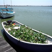 WATCH | Cape Town waging war on water hyacinth spreading across its largest freshwater lake