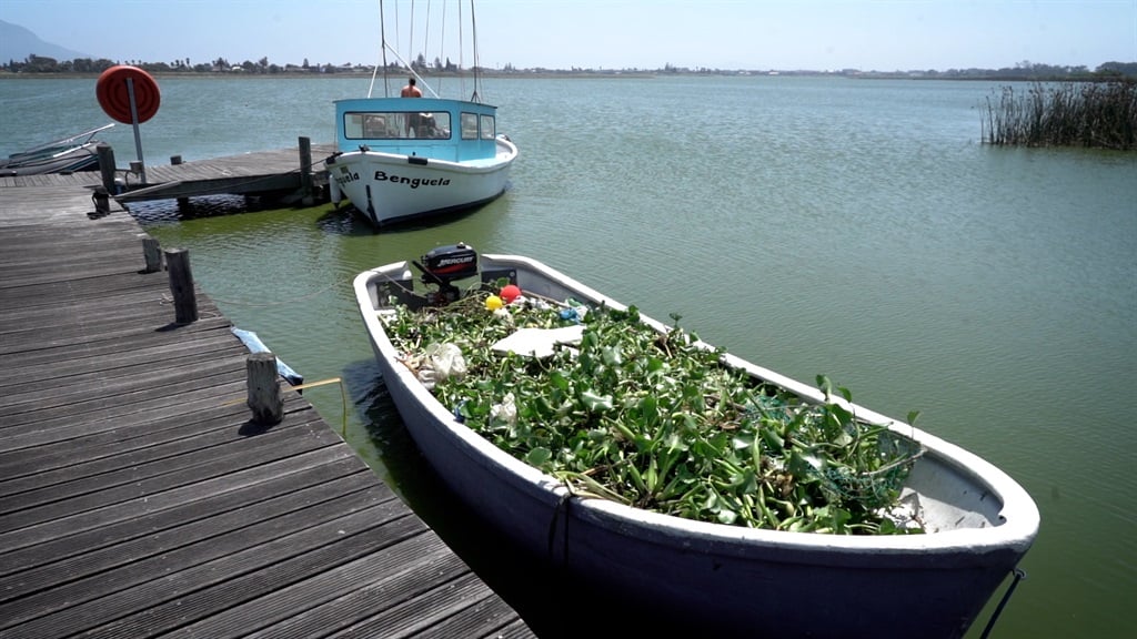 Water hyacinth is cleared from Zeekoevlei.