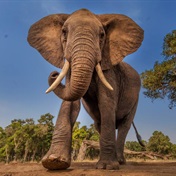 A rare, unnamed bacterium was behind the elephant deaths in Zimbabwe