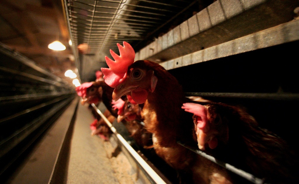 Battery hens. (Photo by Jamie McDonald/Getty Images)