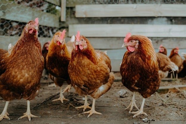 There are concerns over avian flu. 