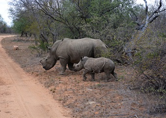 Profile: Anke Kruger de Rosner, anti-poaching ranger