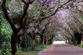 PICS: The world's most beautiful streets - one is in SA!