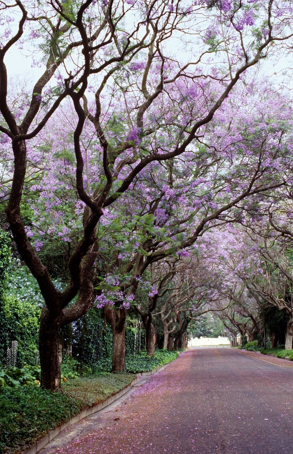 Herbert Baker Street for Jacaranda trees - Pretoria, South Africa