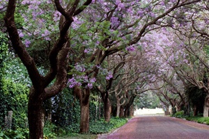 PICS: The world's most beautiful streets - one is in SA!
