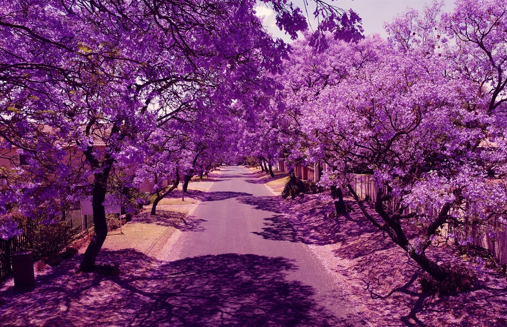 In Mexico, jacarandas are meant to bloom in spring, but some started to in winter.