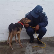 Cape Town family in court after hanging their pet dogs