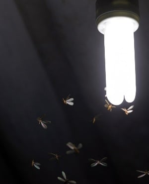 Insects around light bulb. (PHOTO: Getty/Gallo Images)
