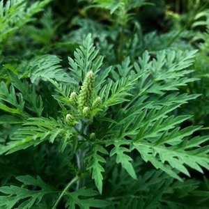 Ragweed pollen – a highly allergenic weed native to North America – was detected in South African pollen spore traps for the very first time.