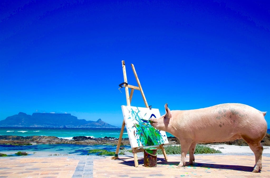 Pigcasso painting in Cape Town.