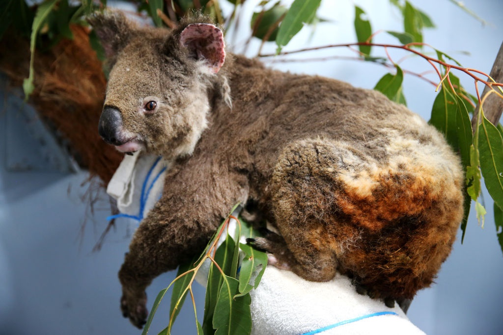 Female koala Anwen recovering from burns at The Port Macquarie Koala Hospital on November 29, 2019 in Port Macquarie, Australia. (Photo by Nathan Edwards/Getty Images)