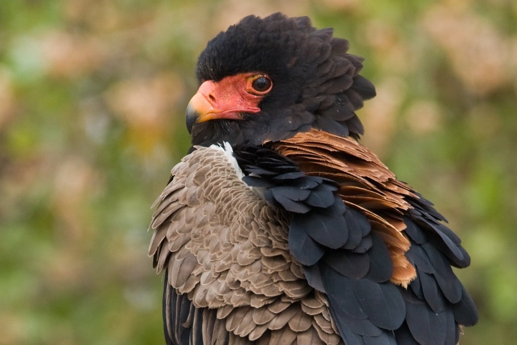 The bateleur is among the bird populations facing declines in Africa.