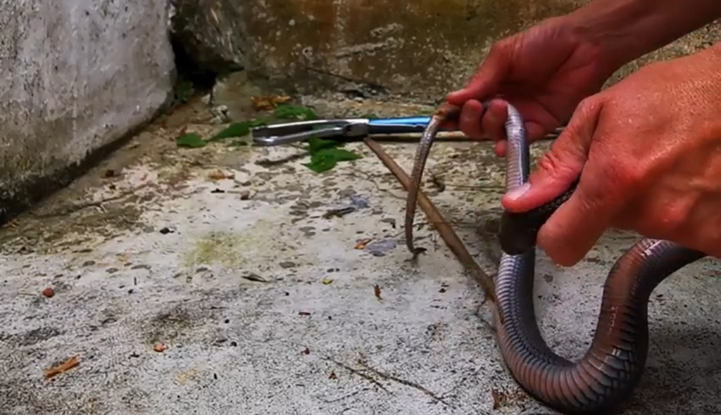 Professional snake catcher Jason Arnold extracted this Mozambique spitting cobra from a crevice at a Durban home. 