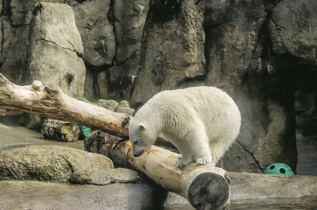 Oregon Zoo's Nora the polar bear helps in Arctic conservation efforts