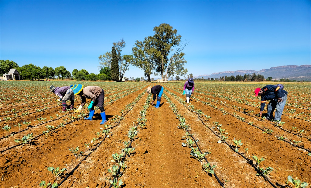 amaBhungane | R462m ‘megafarm’ land reform project in disarray after dept fails to release funding | Business
