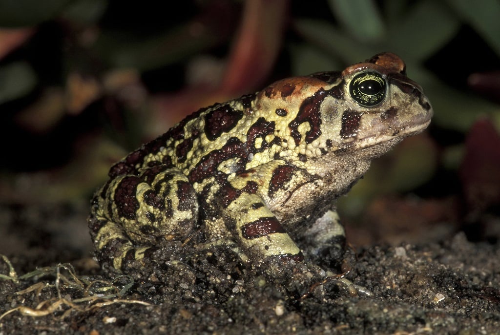 The Western Leopard Toad.