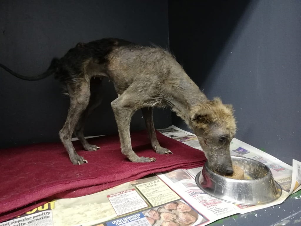 Kuhle the dog was taken to the Animal Welfare Society for treatment after suffering terrible neglect.